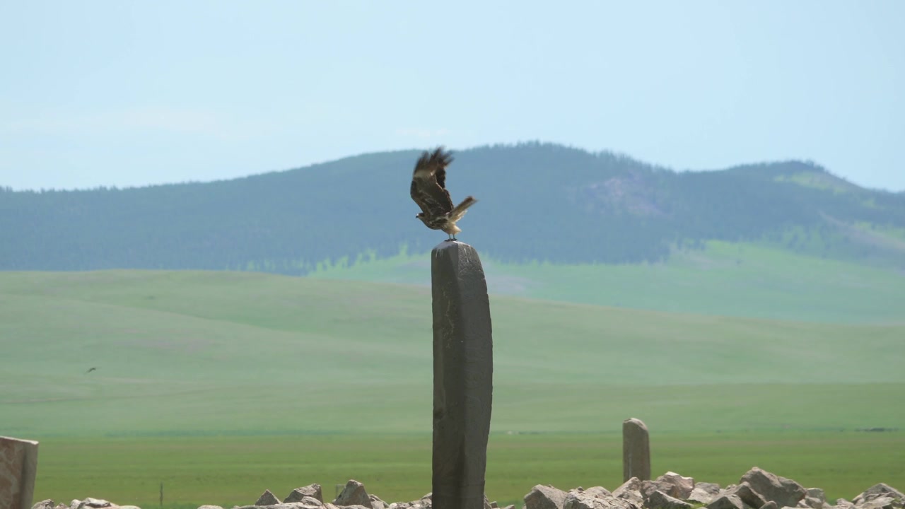 Falco che spicca il volo da un monumento in pietra in una vasta prateria