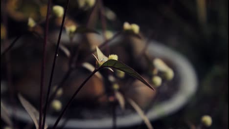 close-up of small flowers and plants