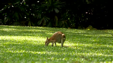 wallabie eating grass kangaroo eating grass wallabie family, kangaroo family