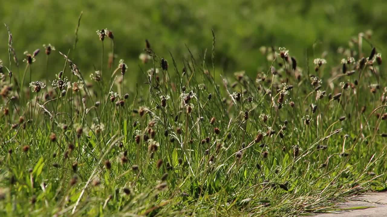 포장 도로 옆에 손길이 닿지 않은 잔디