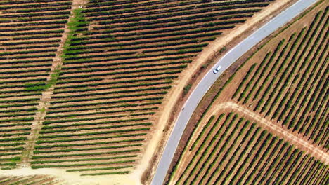 the monumentality of the vineyards contrasts with the passage of a small car