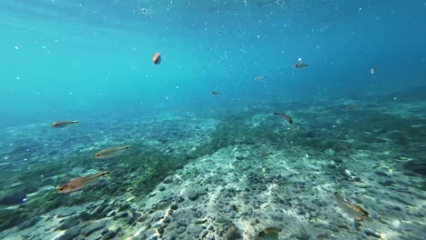 Left-panning-shot-of-an-underwater-scene-of