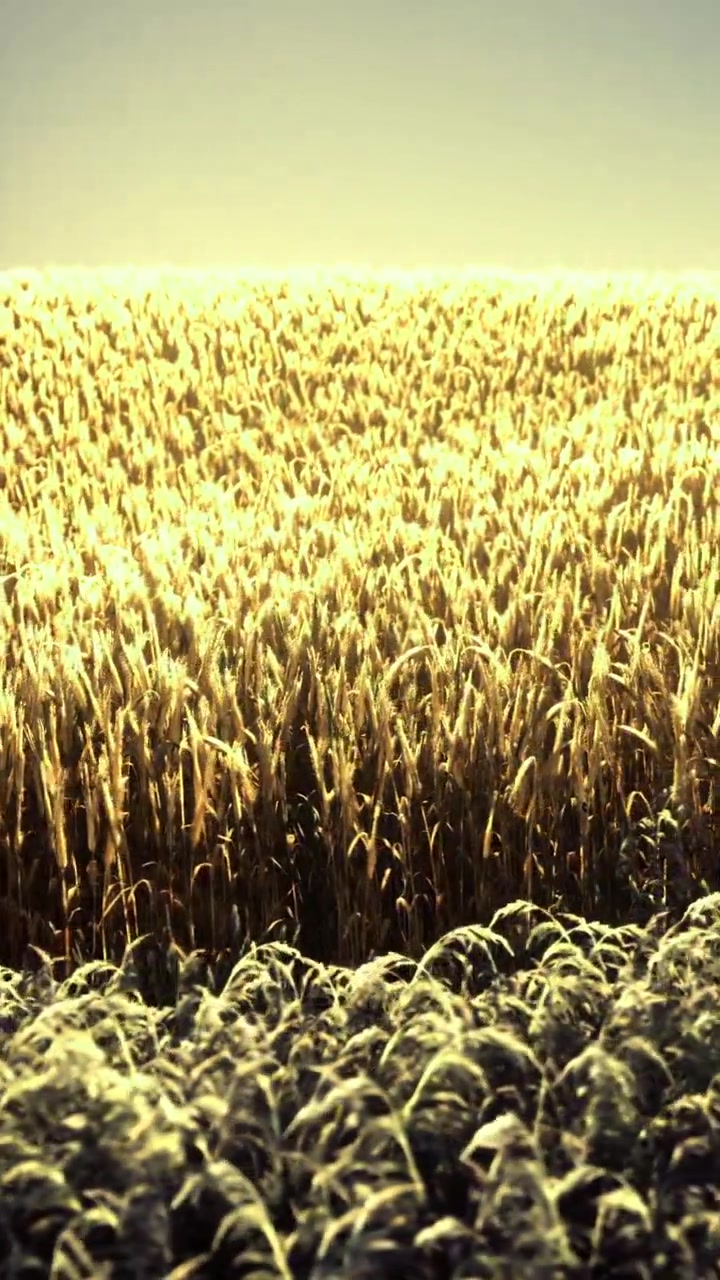 Campo di grano si estende sotto un cielo luminoso durante l'ora d'oro in estate