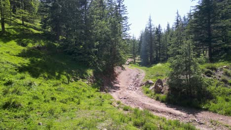 unwegsamer dschungelpfad