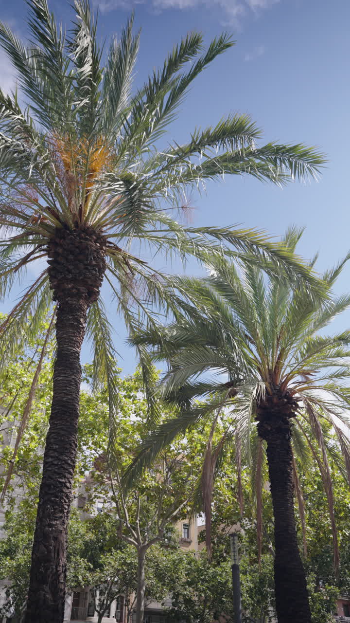 Two Tall Palm Trees Swaying Gently Against a Blue Sky