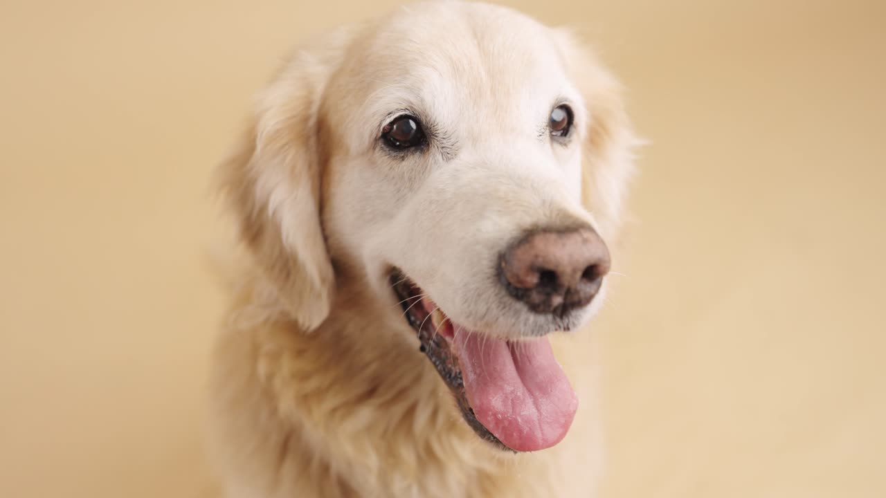 Golden Retriever Dog Portrait