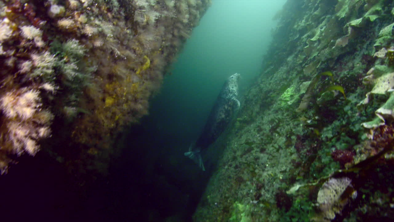 curiosa foca gris durante una inmersión en agua fría