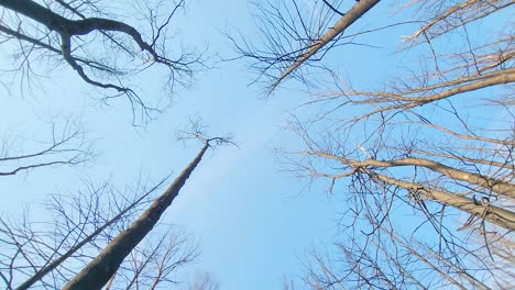 Sparse-deciduous-trees-blowing-in-the-wind-