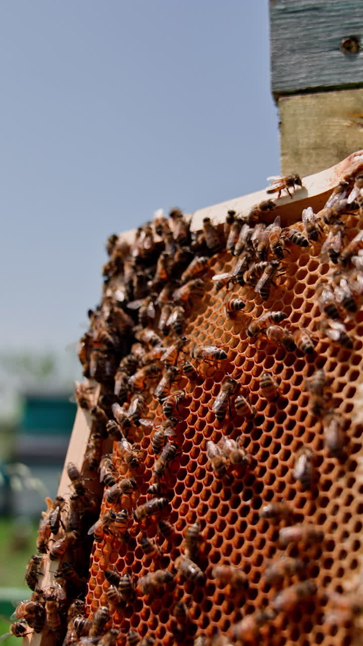 Honeycomb with bees near wooden hive. Honey bees making honey cells with a bee bread in a frame. Busy bees produce organic honey. Vertical video