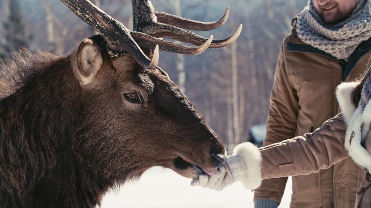 acariciar a un ciervo salvaje