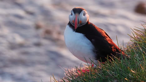 frailecillo atlántico caminando sobre un acantilado cubierto de hierba hacia la cámara en latrabjarg en westfjords, islandia