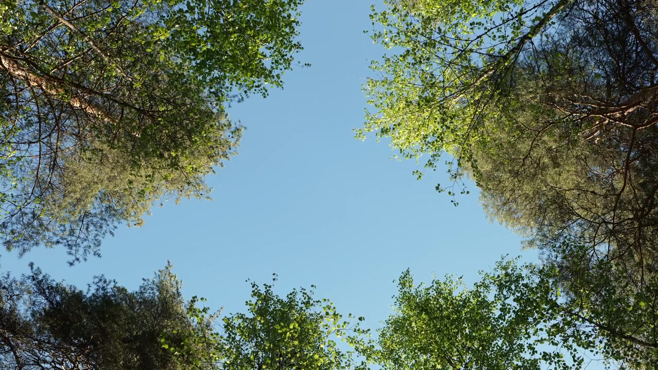 Sunny Day View Looking Straight Up into Green Forest Tree Canopy. Trees Waving in the Wind.