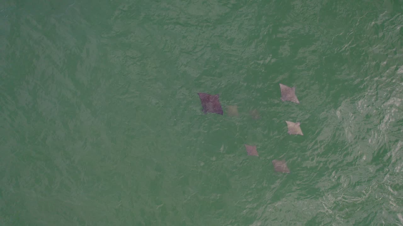 퀸즐랜드주 골드 코스트의 수중 독수리 가오리 무리