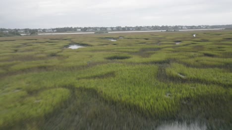 drone shot of birds at marsh