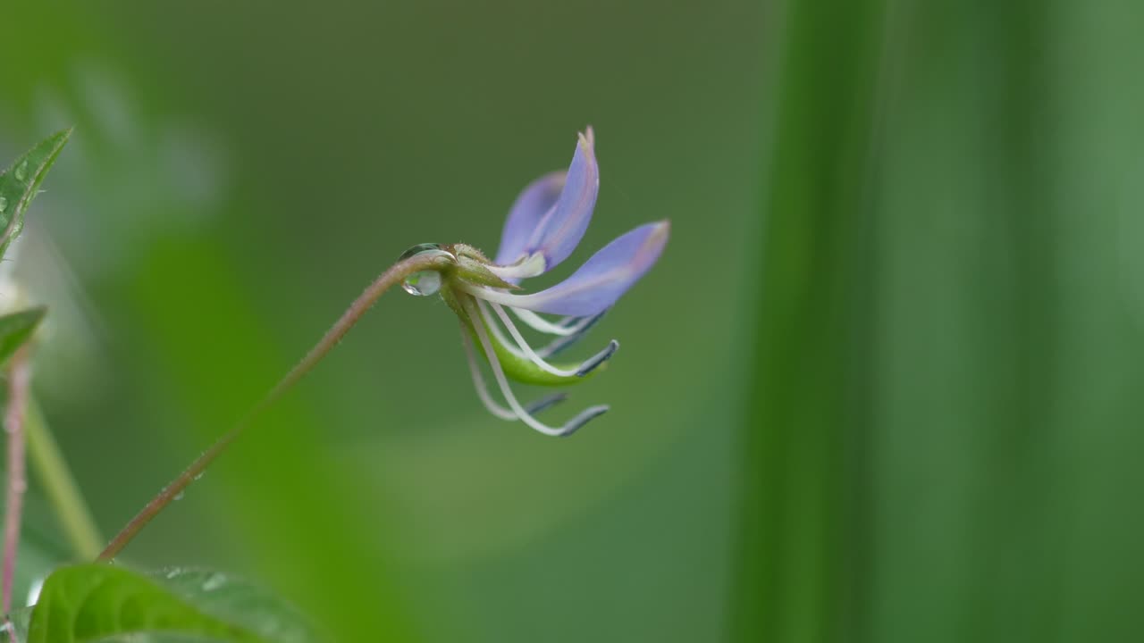 잡초 한가운데에 아름다운 작은 보라색 꽃