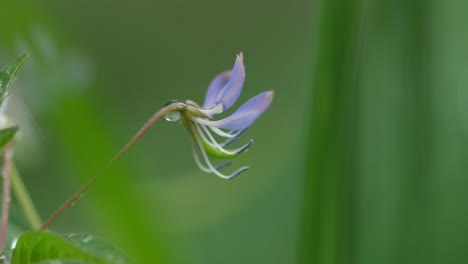 beautiful little purple flower in the middle of the weeds