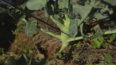 granjero corta una planta de brócoli en el jardín