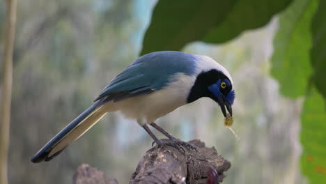 Blue-Green-Jay-feeding-by-exotic-fruit-in-nature-perched-on-branch,close-up-shot