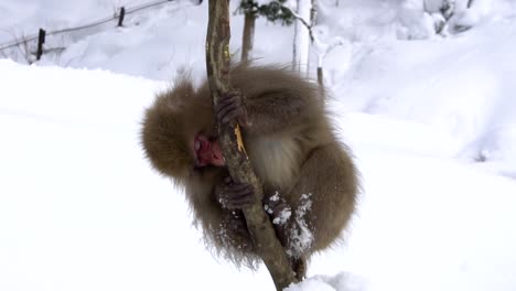 Japanese-Monkey-in-a-tree,-nibbling-on-some-bark