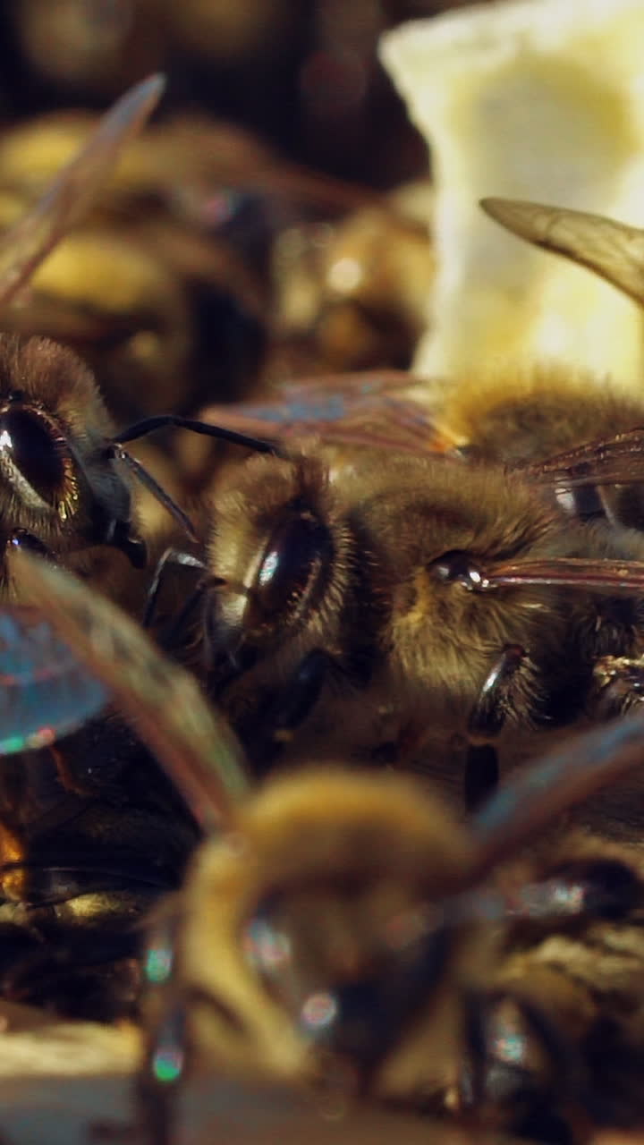 bees walk between wooden frames in a hive in a warm weather in the summer in the garden. Close-up. Slow motion. Vertical video