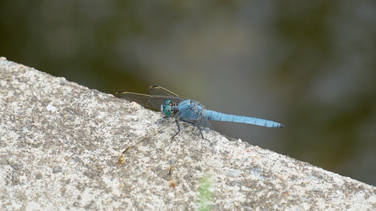 콘크리트에 파란색 잠자리 - 근접 보기