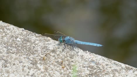 libélula azul sobre hormigón - vista cercana
