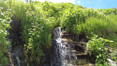 acercarse a una pequeña cascada rodeada de pastos altos y plantas