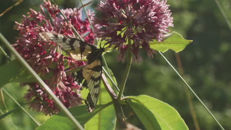 yellow butterly feeding on milkweed nectar in meadow, slow motion