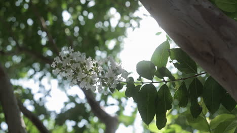 Cámara-Lenta-De-ángulo-Bajo,-Flores-De-Mirto-Crepé-Soplando-En-La-Brisa