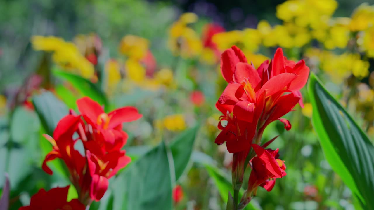 Canna Red Lily Plant in Flower Bed in T&uuml;rkenschanzpark Vienna during a sunny day