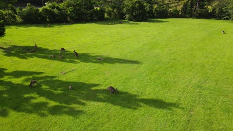 australian kangaroos grazing on field with fresh green grass and dense forest in background - kangaroo sanctuary at currumbin valley, qld, australia