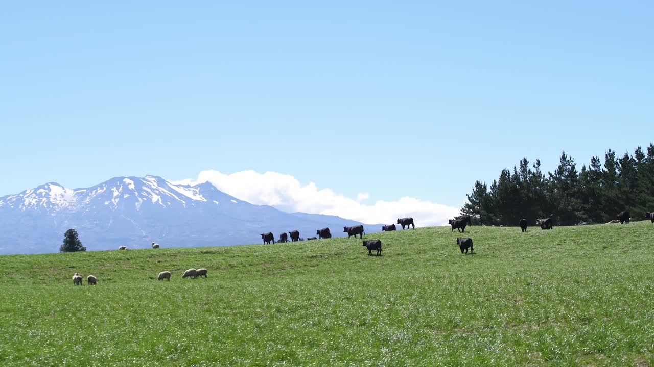 Cattle grazing in New Zealand with the Mt Ruapehu behind