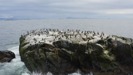 cormorants sitting on their islet-1