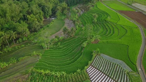 drone video of tropical village in indonesia with beautiful terraced rice field overgrown by green paddy plant with some coconut trees