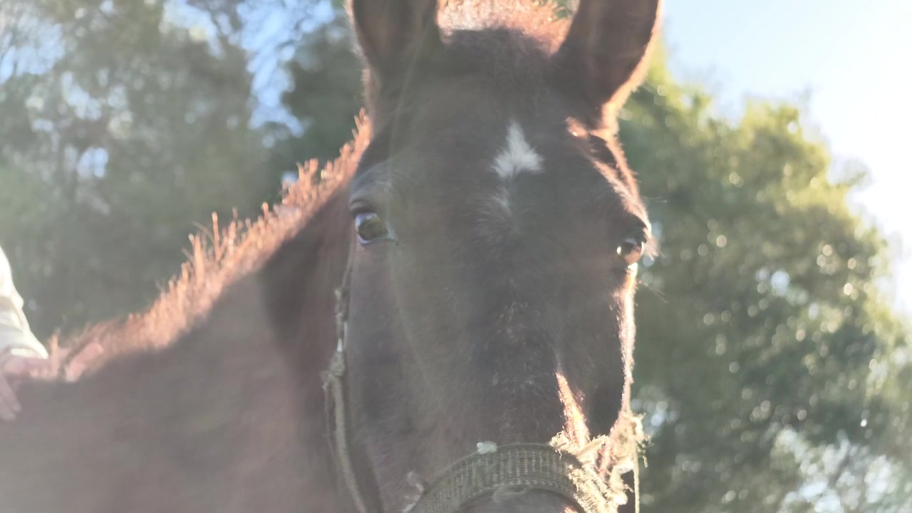 Un primo piano cattura la mano di una giovane ragazza che accarezza dolcemente un cavallo marrone in morbida retroilluminazione durante un pacifico momento rurale.