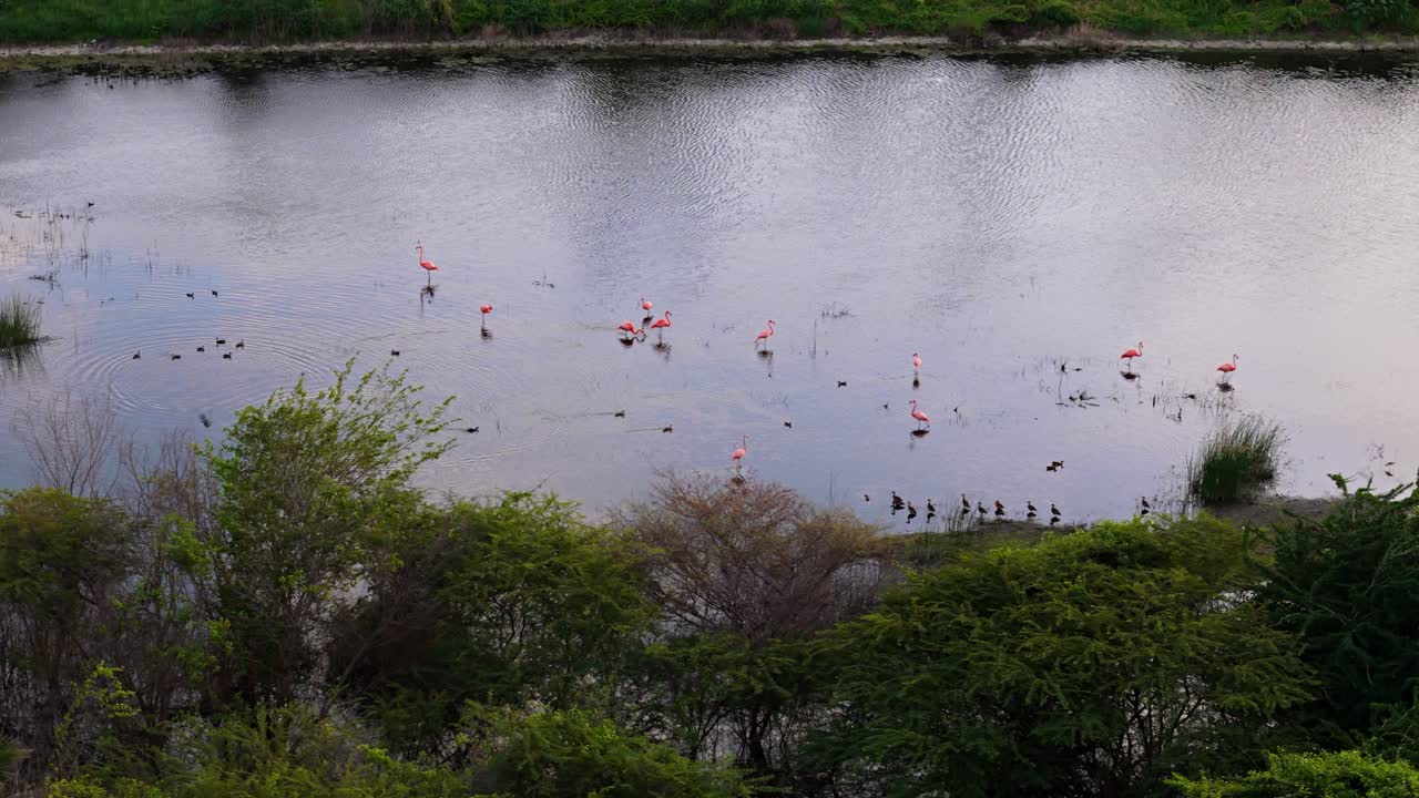 자동차가 고속도로를 지나가면서 플라밍고 무리는 맹그로브 습지에서 방해받지 않고 먹이를 먹습니다.