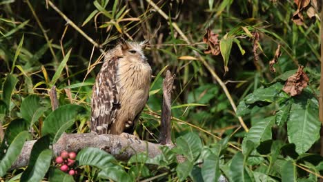 Buffy-Fish-Owl,-Ketupa-Ketupu,-Der-Nach-Rechts-Zeigt,-Während-Er-Auf-Einem-Ast-Eines-Fruchtbaums-Sitzt,-Aber-Seinen-Kopf-Ein-Wenig-Bewegt,-Während-Er-Schläft,-Khao-Yai-Nationalpark,-Thailand