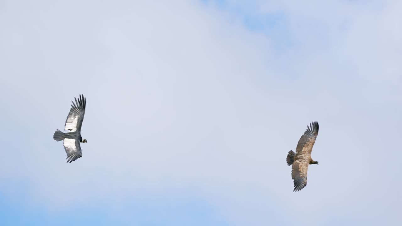 impresionante vista de un cóndor andino adulto volando cerca de un juvenil en cámara lenta