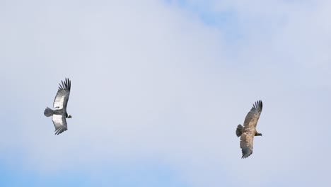 stunning view of an adult andean condor flying close to a juvenile in slow motion