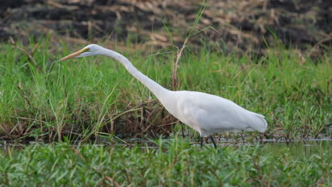 a great egret looking for its prey - close up