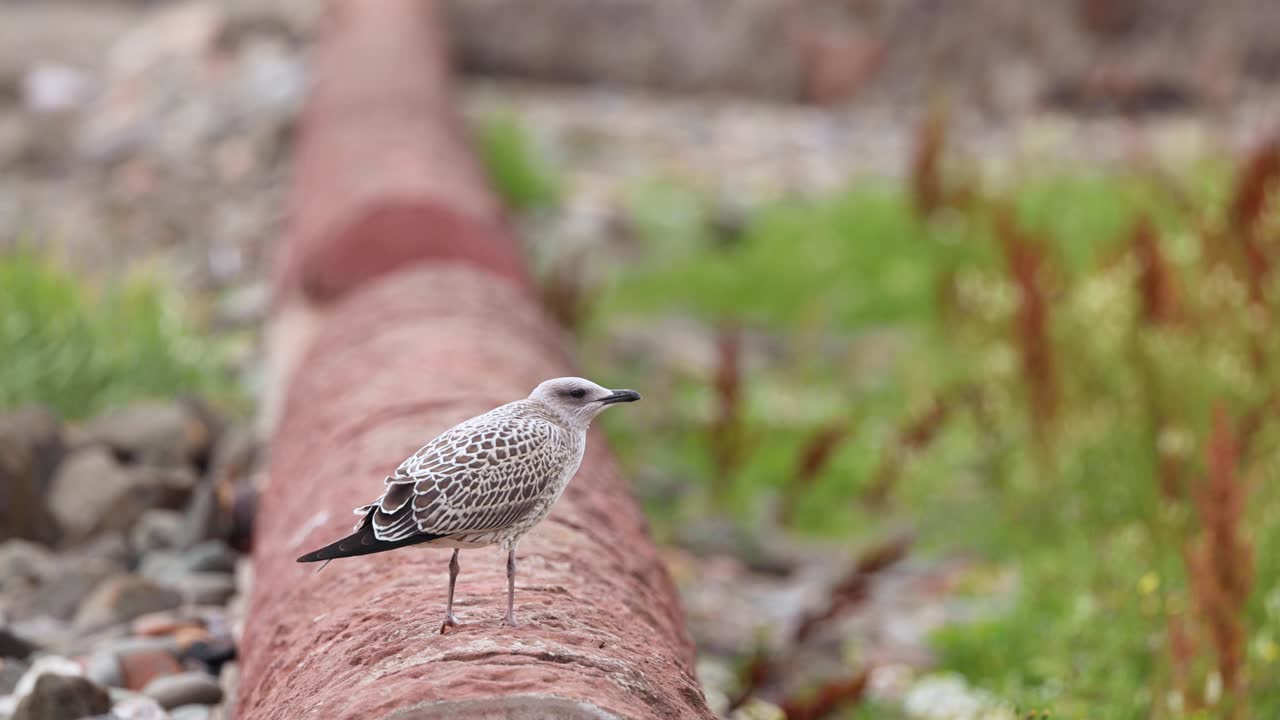 la gaviota de pie en una pipa en fife, escocia