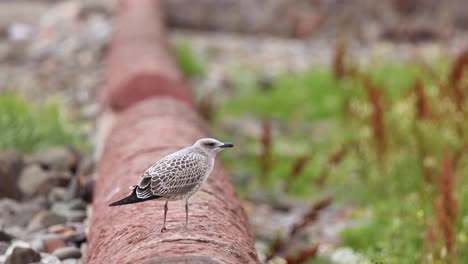 gull standing on a pipe in fife, scotland