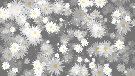 chamomile flowers with white petals. summer plants that rotate, appear and disappear. seamless black and white background. abstract motion graphics. looped video.