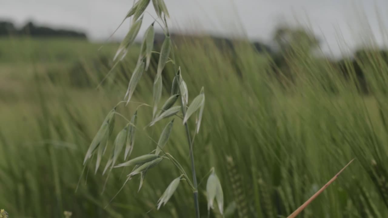 Oats growing in farmers field close up tilting shot