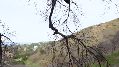 view of the beautiful park landscape with the old tree branches in the foreground