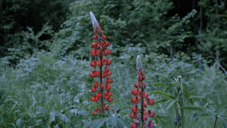 hot scythe blade touching and burning lupine flowers in the field