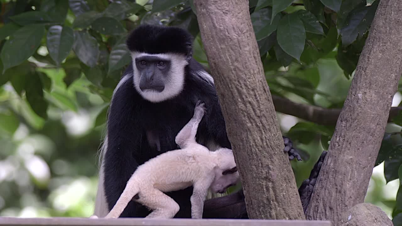 un bebé de mono colobo blanco y negro está jugando con un adulto en un árbol, entorno forestal