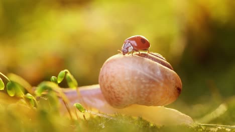 un primer plano de la vida silvestre de un caracol y una mariquita en la luz del atardecer.