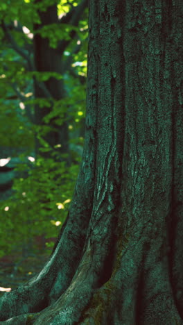 closeup of a tree trunk in a forest