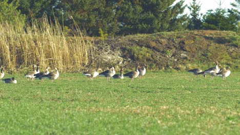 Beautiful-large-flock-of-Greylag-goose-breeding-in-the-green-agricultural-field-Northern-Europe-during-migration-season,-sunny-spring-day,-distant-medium-shot